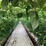 Honeybee Farm