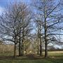 Wanstead Park
