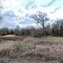Wanstead Park