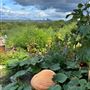 Grange Lane Allotments