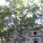 St Clement Danes Church