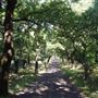 Sydenham Hill Wood