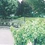 Calthorpe Project
