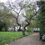 Victoria Embankment Gardens