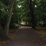 Cherry Tree Wood