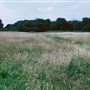 Trent Park
