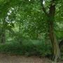 Highgate Wood
