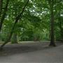 Highgate Wood