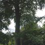 Hampstead Heath - the Hill Garden and Pergola