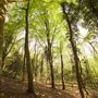 Blackbush & Twenty Acre Shaw Woods