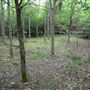Whitings Wood