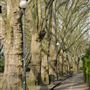 Bishop's Park