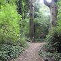 Dulwich Upper Wood