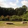 Russia Dock Woodland