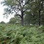 Richmond Park