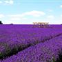 Mayfield Lavender Farm