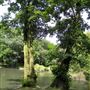 The Tarn
