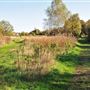 Mitcham Common
