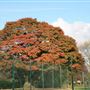 Hendon Park