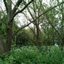 Walthamstow Marshes