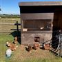 Honeybee Farm