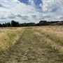 Leyton Marsh