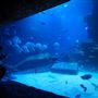 SEA LIFE London Aquarium