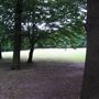 Cherry Tree Wood