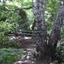 Parkland Walk