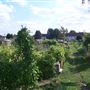 White Hart Lane Allotments