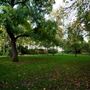 Blenheim & Elgin Communal Gardens