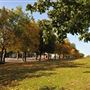 Hilly Fields