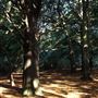 Hainault Forest