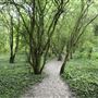 Pot Kiln Wood