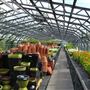 Wolves Lane Horticultural Nursery