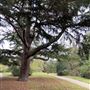 Lamorbey Park