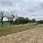 Runaway Farm