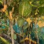 Grange Lane Allotments
