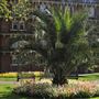 Mount Street Gardens