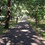 Sydenham Hill Wood