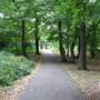 Cherry Tree Wood