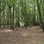 Oxleas Woods, Jack Wood and Castlewood