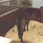 Hyde Park Stables