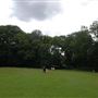 Highgate Wood