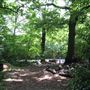 Queen's Wood