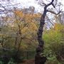 Queen's Wood