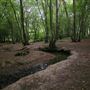 Mad Bess Wood