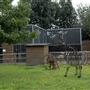 Newham City Farm
