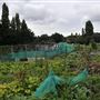 Birchen Grove Allotments