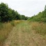 Whitings Wood
